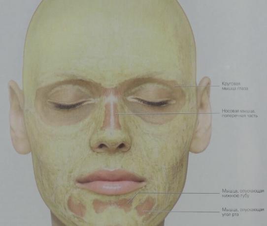 C'est ainsi graisse sous-cutanée est distribué dans notre visage (jaune). Dans les muscles circulaires des yeux couche de tissu conjonctif contient presque pas de graisse
