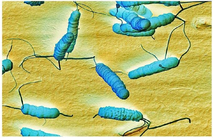 La bactérie Helicobacter pylari