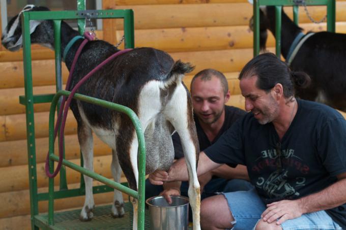 Lait de chèvre - Lait de chèvre