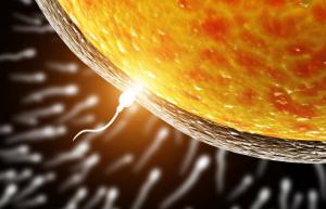 Ovum choisit le sperme pour la fécondation, et non vice versa: les scientifiques