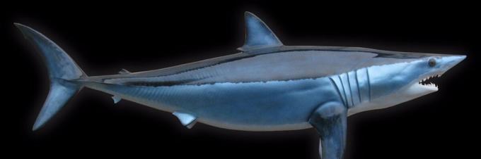 Shark - requin