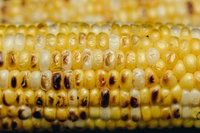 Comment congeler le maïs en été: les meilleurs conseils