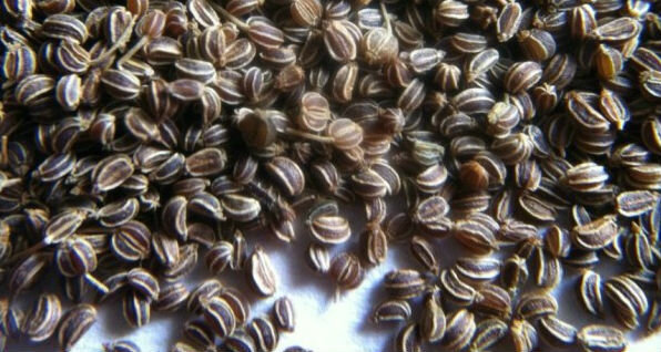 Les graines de céleri - graines de céleri 