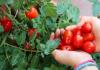 6 bienfaits surprenants des tomates pour la santé