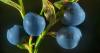 7 raisons de manger des bleuets