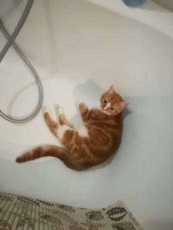 Déclarations des « experts » sur les dangers de laver mon chat fréquent serait probablement d'accord :))