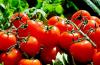 Comment introduire correctement les tomates dans l'alimentation des enfants