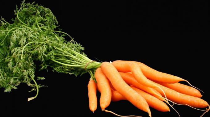 Les carottes - carotte