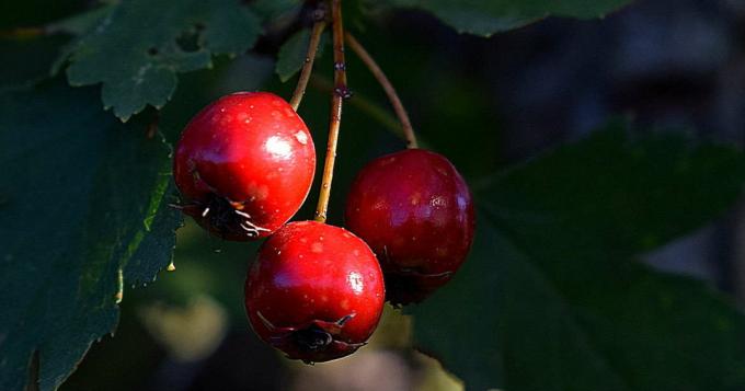 Hawthorn - fruits aubépine