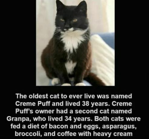 feuilletée crème Cat - Crème Puff