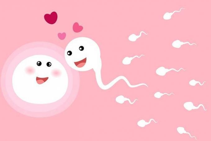 Ovum choisit le sperme pour la fécondation, et non vice versa: les scientifiques