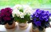 3 astuces pour le soin des plantes d'intérieur