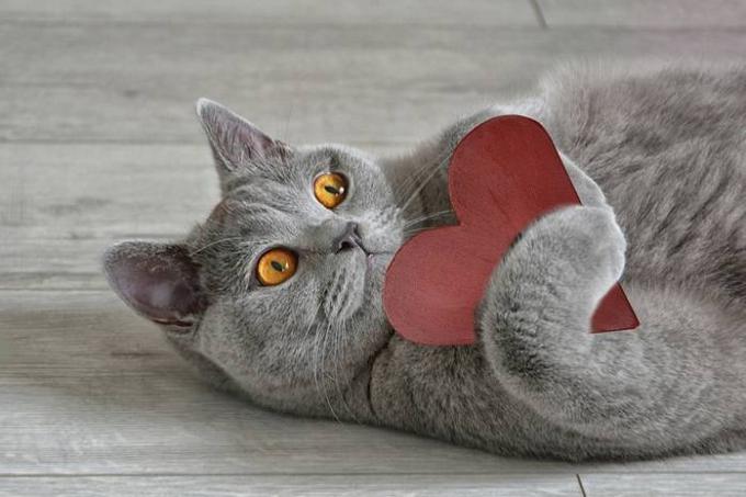 15 faits sur les chats qui les rendent encore plus d'amour