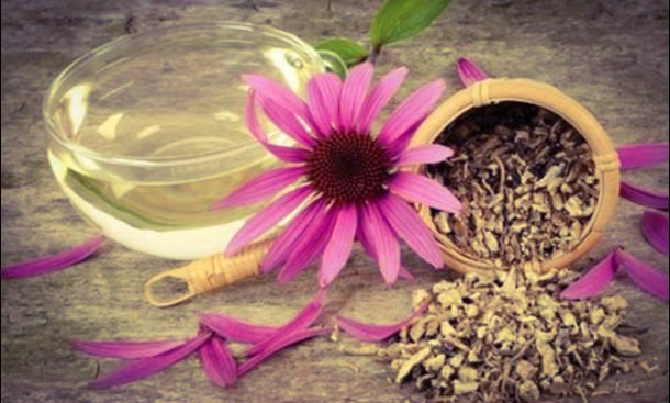 Thé Echinacea - Thé échinacée