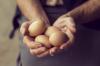 Tout ce que vous vouliez savoir sur les œufs de poule: 5 faits essentiels